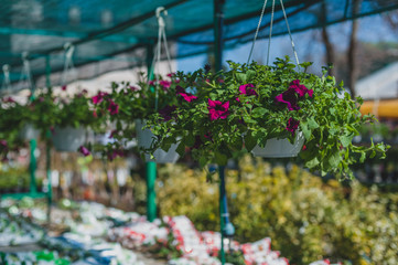 Violet petunias flowers hanging in a pot in the greenhouse.