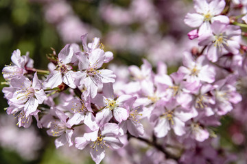 Obraz premium Pink Cherry Blossom