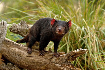 The Tasmanian devil Sarcophilus harrisii is a carnivorous marsupial of the family Dasyuridae. It was once native to mainland Australia and is now found in the wild only on the island stat of Tasmania