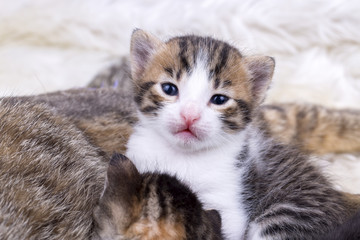 Baby Cats Kitten