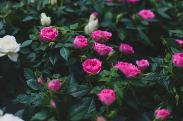 Pink blooming roses in the garden. Botanical spring background.