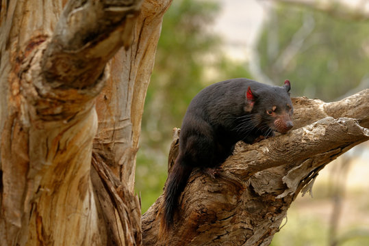 The Tasmanian devil Sarcophilus harrisii is a carnivorous marsupial of the family Dasyuridae. It was once native to mainland Australia and is now found in the wild only on the island stat of Tasmania