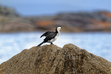 The little pied cormorant, little shag or kawaupaka (Microcarbo melanoleucos) is a common Australasian waterbird, found around the coasts, islands, estuaries, and inland waters
