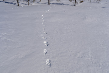 Trace of a Lynx in the snow. © Lars-Ove Jonsson