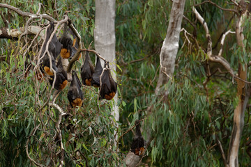 The grey-headed flying fox Pteropus poliocephalus is the largest bat in Australia. This flying fox has a dark-grey body with a light-grey head and a reddish-brown neck collar