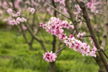 Peach tree blossom