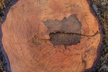 The stump of the tree just felled - top view