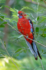 The crimson rosella (Platycercus elegans) is a parrot native to eastern and south eastern Australia which has been introduced to New Zealand and Norfolk Island