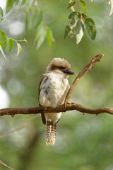 The laughing kookaburra (Dacelo novaeguineae) is a bird in the kingfisher subfamily Halcyoninae. It is a large robust kingfisher with a whitish head and a dark eye-stripe