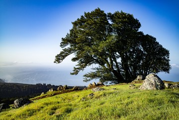 Tree on Mt Tamalpais