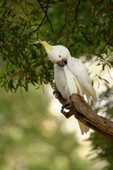 The sulphur-crested cockatoo (Cacatua galerita) is a relatively large white cockatoo found in...