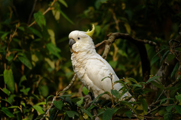 Fototapeta premium The sulphur-crested cockatoo (Cacatua galerita) is a relatively large white cockatoo found in wooded habitats in Australia and New Guinea and some of the islands of Indonesia. Tasmania