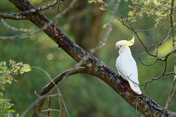 The sulphur-crested cockatoo (Cacatua galerita) is a relatively large white cockatoo found in...
