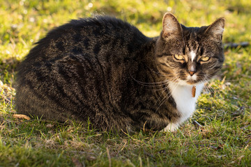 Naklejka premium Cat in the sun