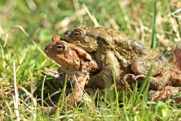 Erdkrötenpaar (Bufo bufo) auf Wanderschaft 
