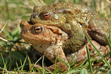 Erdkrötenpaar (Bufo bufo) auf Wanderschaft 
