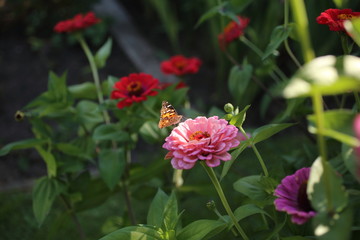 Butterfly with flowers