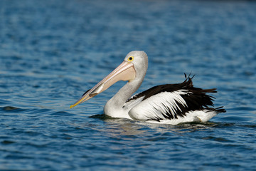 Fototapeta na wymiar The Australian pelican (Pelecanus conspicillatus) is a large waterbird of the family Pelecanidae, widespread on the inland and coastal waters of Australia and New Guinea, also in Fiji