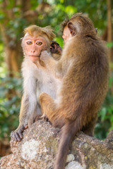 Fototapeta premium Macaques Grooming