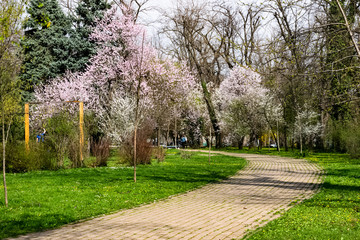 Spring landscape in park