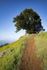 Trail on Mt. Tam