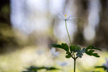 Weiße Frühlingsblume im Wald, Buschwindröschen