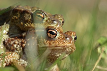 Erdkrötenpaar (Bufo bufo) auf Wanderschaft 
