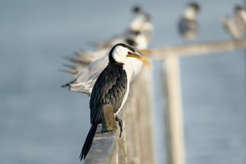The little pied cormorant, little shag or kawaupaka (Microcarbo melanoleucos) is a common Australasian waterbird, found around the coasts, islands, estuaries, and inland waters