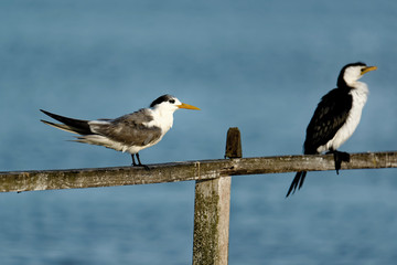 The little pied cormorant, little shag or kawaupaka (Microcarbo melanoleucos) is a common Australasian waterbird, found around the coasts, islands, estuaries, and inland waters