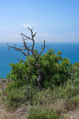 dry bush against the sea