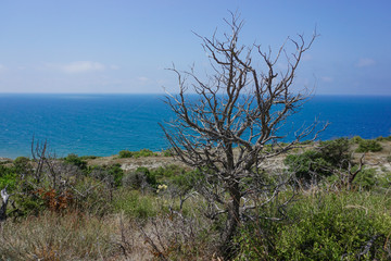 Fototapeta na wymiar dry bush against the sea