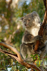 The koala (Phascolarctos cinereus, or, inaccurately, koala bear) is an arboreal herbivorous marsupial native to Australia