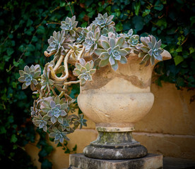 Fototapeta premium Graptopetalum paraguayense in big vase from stone