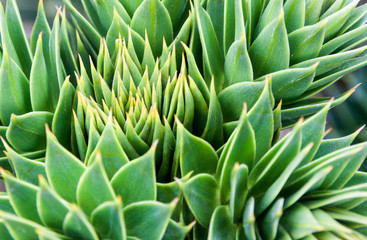 Closeup of prickly leaves at the tree top of araucaria araucana