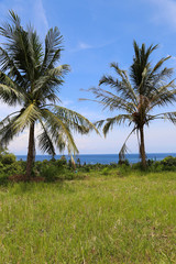 Naklejka na ściany i meble beautiful photo of palm on the beach , posing outdoor