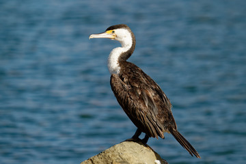 Little penguins (Eudyptula minor) are the smallest of all penguin species. They stand approximiately 33cm tall and weigh around one kilogram, with males weighing slightly more than females.