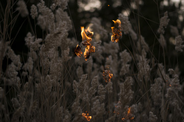 fire flame in jungle