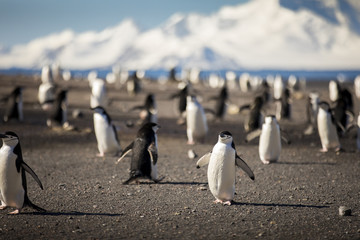 Thousands of Chinstrap Penguins march to and from the ocean at Bailey Head on Deception Island,...
