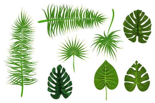 Tropical backgroung palm leaf
