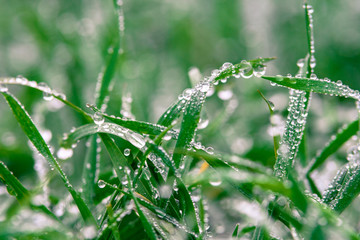 Green grass closeup dew drops