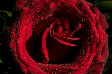 Rose Red with Dew Holland Roses Natural original
