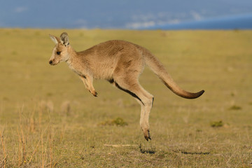 Naklejka na ściany i meble Forester (Eastern grey) Kangaroo, Macropus giganteus, Jumping, Tasmania, Australia, Sea level
