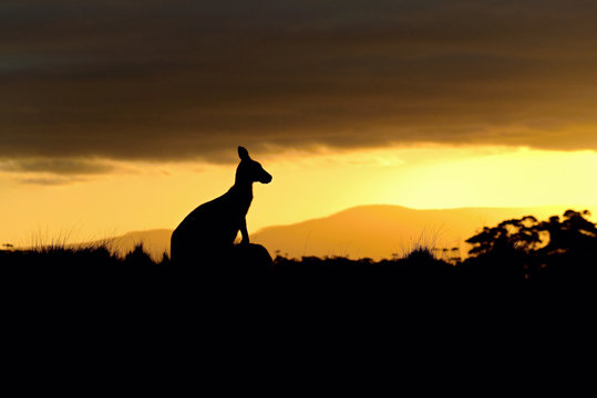 Forester (Eastern grey) Kangaroo, Macropus giganteus, Jumping, Tasmania, Australia, Sunset, Night photo