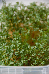 The green cress