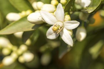 Orange tree blossom