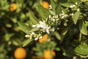 Fresh organic orange tree blossom