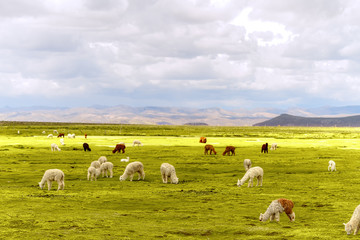 Obraz premium Flock of white and brown alpacas in a natural reserve of Arequipa, Peru