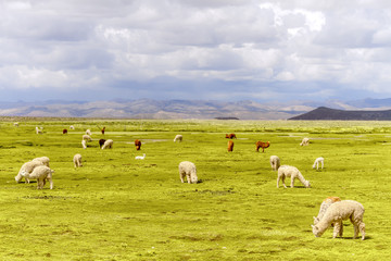 Fototapeta na wymiar Flock of white and brown alpacas in a natural reserve of Arequipa, Peru