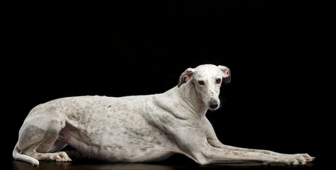 Greyhound Dog  Isolated  on Black Background in studio