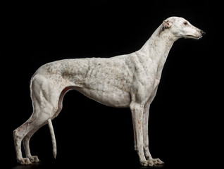 Greyhound Dog  Isolated  on Black Background in studio